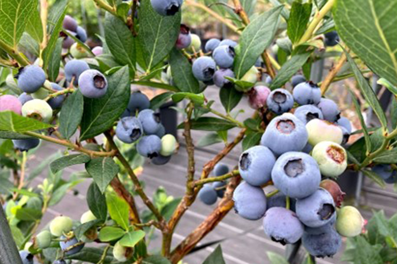 ブルーベリー農園&カフェ ベルウッド